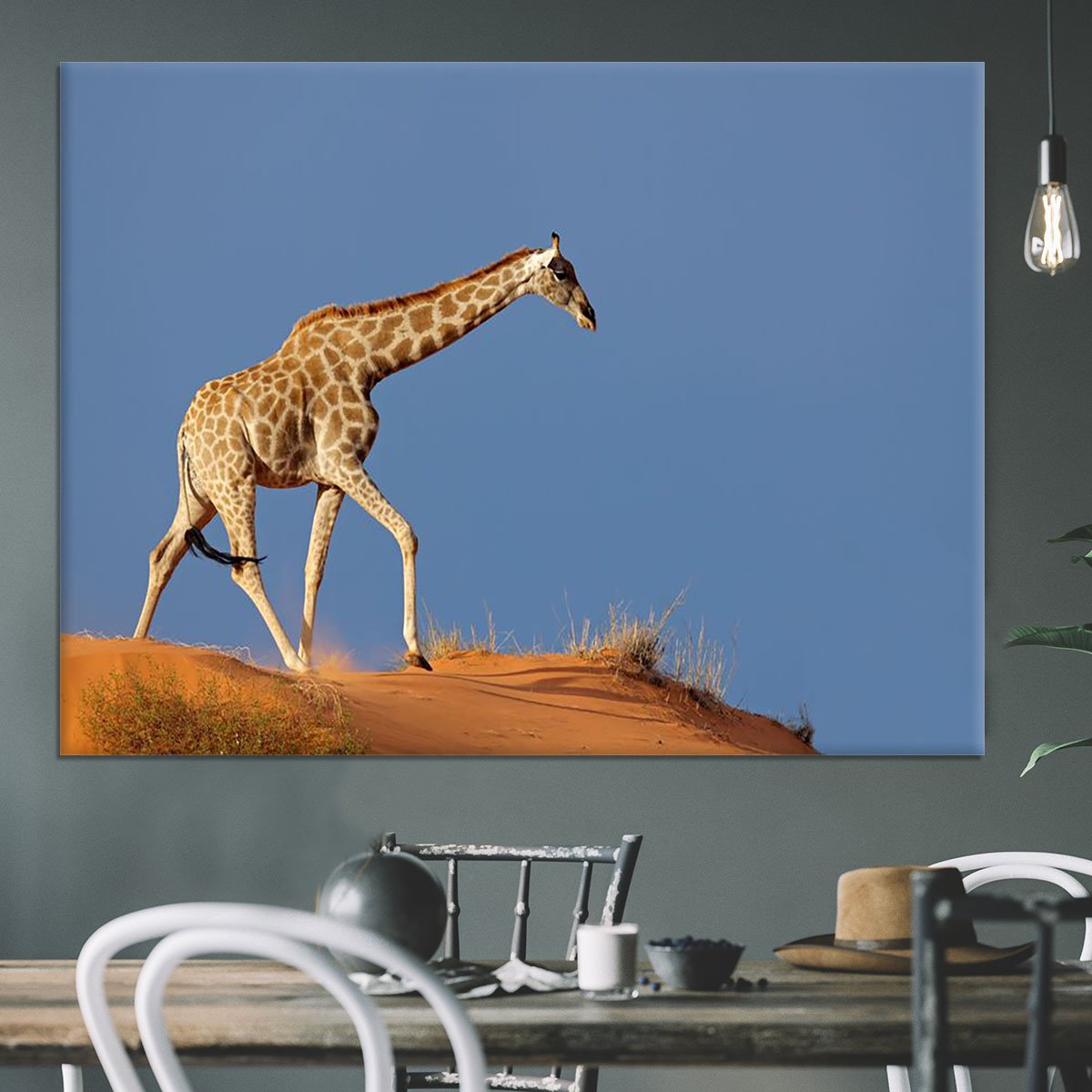 Giraffe walking on a sand dune Kalahari desert South Africa Canvas Print or Poster