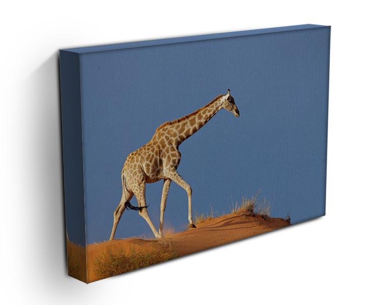 Giraffe walking on a sand dune Kalahari desert South Africa Canvas Print or Poster - Canvas Art Rocks - 3