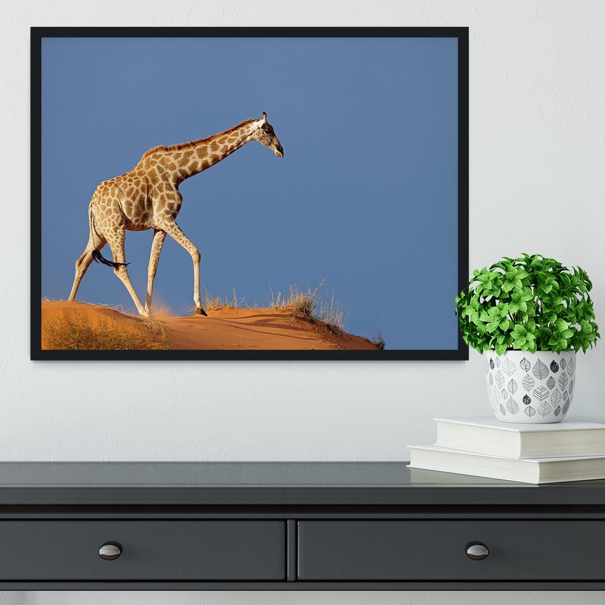 Giraffe walking on a sand dune Kalahari desert South Africa Framed Print - Canvas Art Rocks - 2