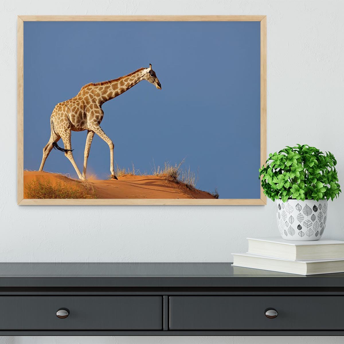 Giraffe walking on a sand dune Kalahari desert South Africa Framed Print - Canvas Art Rocks - 4