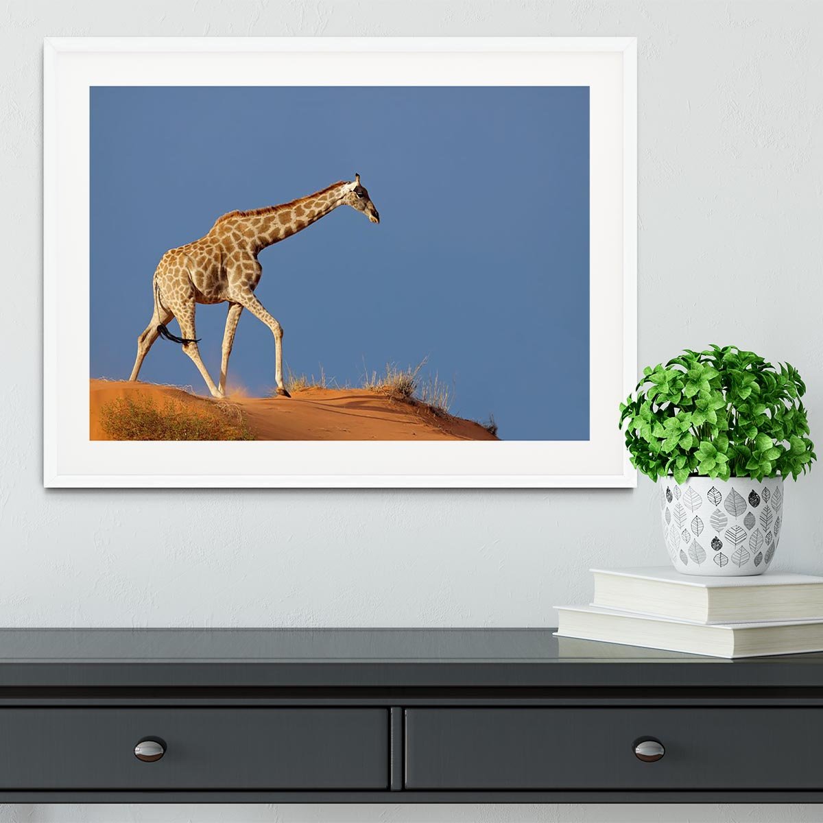 Giraffe walking on a sand dune Kalahari desert South Africa Framed Print - Canvas Art Rocks - 5