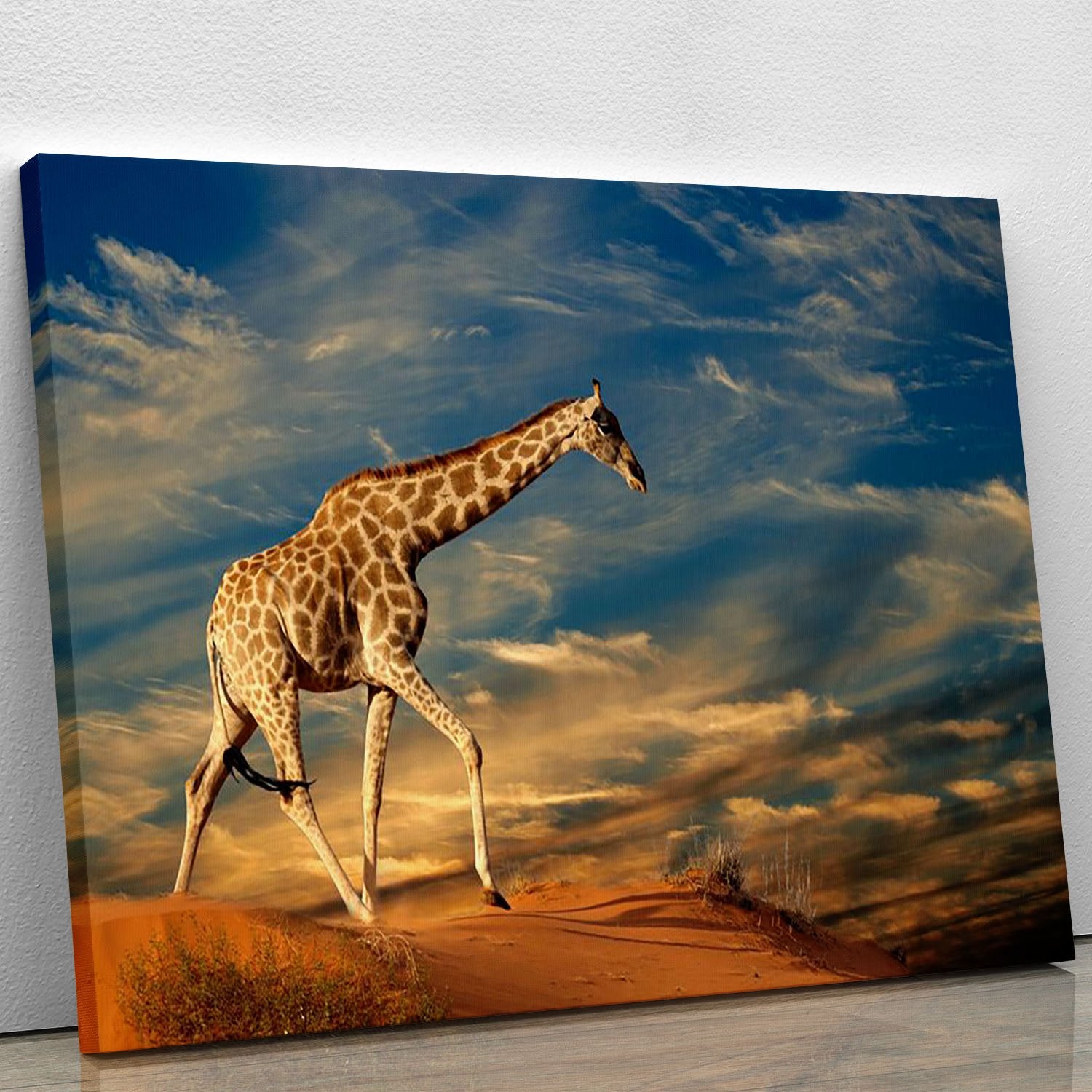 Giraffe walking on a sand dune with clouds South Africa Canvas Print or Poster