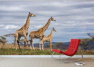 Giraffes in south africa game reserve Wall Mural Wallpaper - Canvas Art Rocks - 2