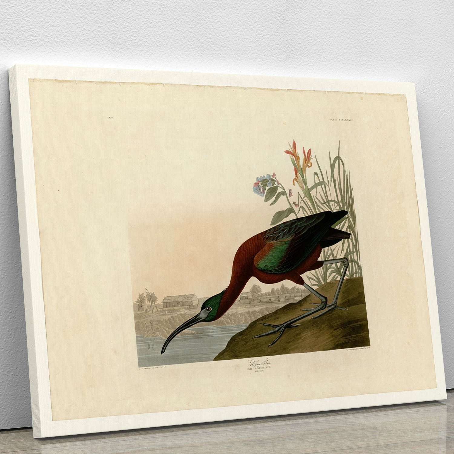 Glossy Ibis by Audubon Canvas Print or Poster