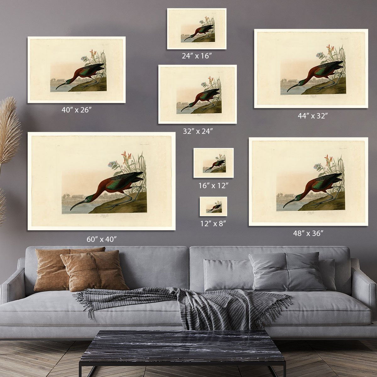Glossy Ibis by Audubon Canvas Print or Poster