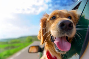 Golden Retriever Looking Out Of Car Window Wall Mural Wallpaper - Canvas Art Rocks - 1