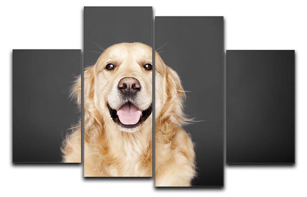 Golden Retriever isolated on grey 4 Split Panel Canvas - Canvas Art Rocks - 1