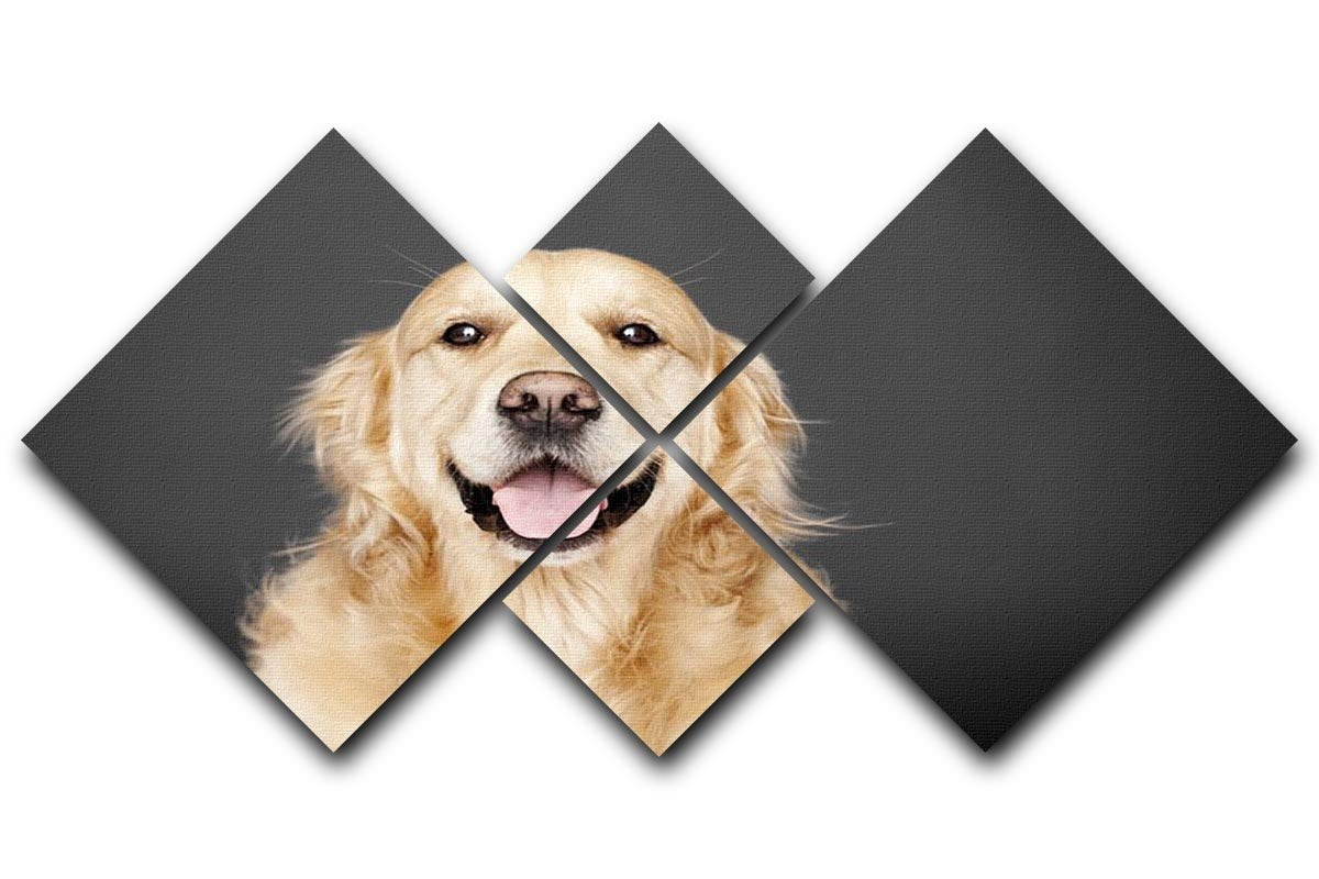 Golden Retriever isolated on grey 4 Square Multi Panel Canvas - Canvas Art Rocks - 1