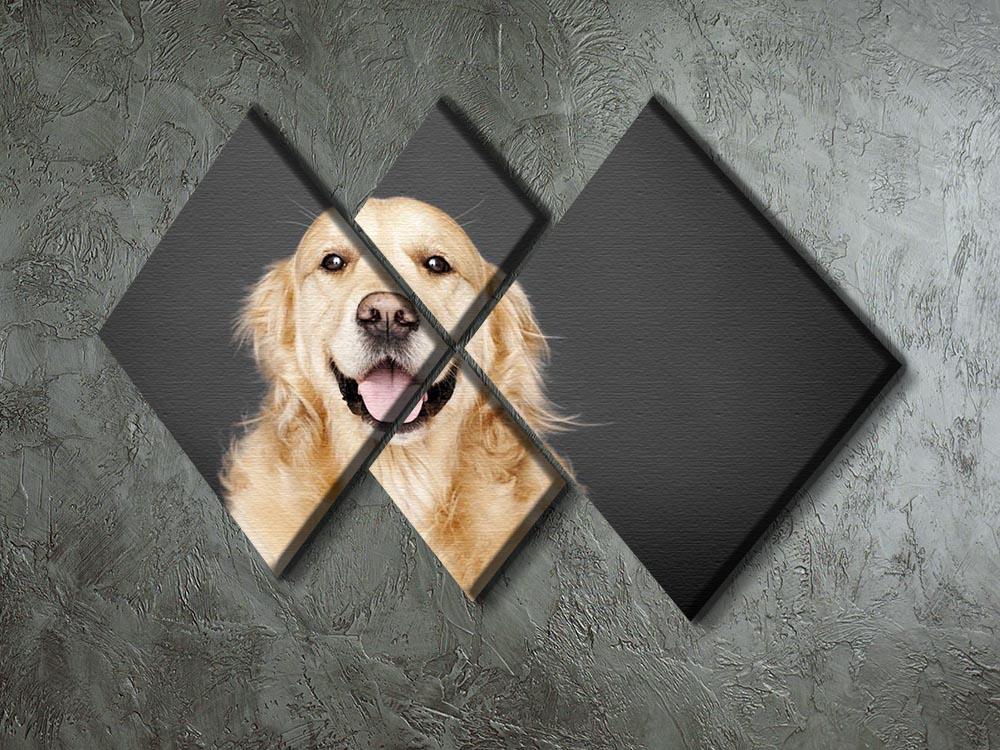 Golden Retriever isolated on grey 4 Square Multi Panel Canvas - Canvas Art Rocks - 2