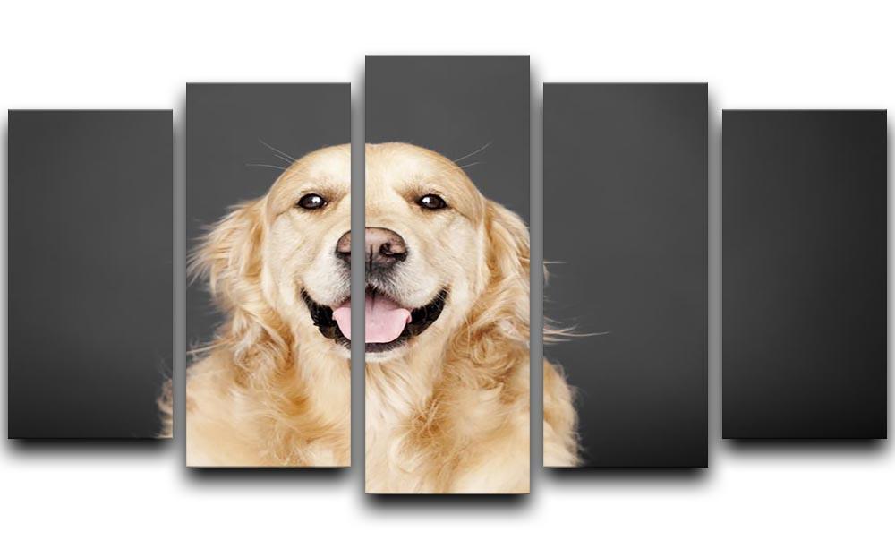 Golden Retriever isolated on grey 5 Split Panel Canvas - Canvas Art Rocks - 1