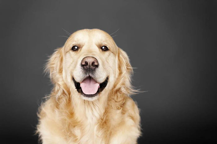 Golden Retriever isolated on grey Wall Mural Wallpaper