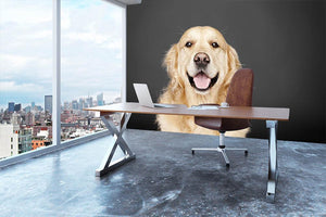 Golden Retriever isolated on grey Wall Mural Wallpaper - Canvas Art Rocks - 3