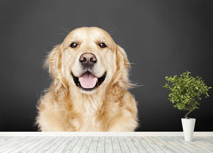 Golden Retriever isolated on grey Wall Mural Wallpaper - Canvas Art Rocks - 4