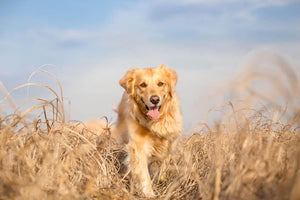 Golden retriever dog running Wall Mural Wallpaper - Canvas Art Rocks - 1