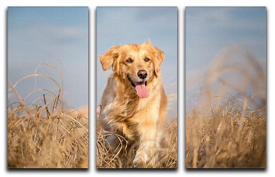 Golden retriever dog running outdoor 3 Split Panel Canvas Print - Canvas Art Rocks - 1