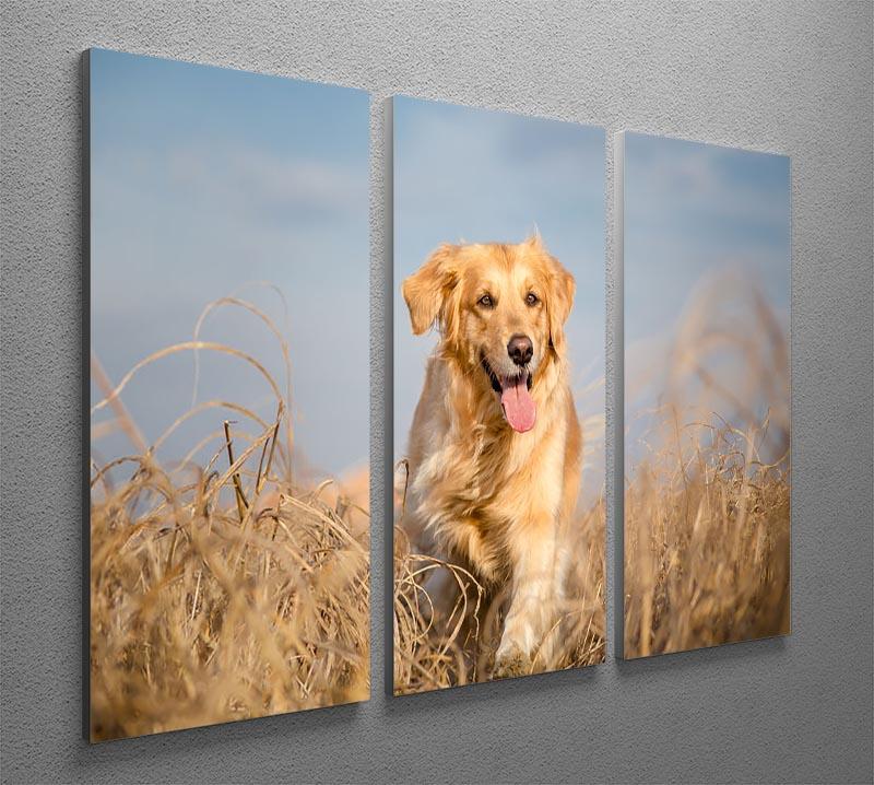 Golden retriever dog running outdoor 3 Split Panel Canvas Print - Canvas Art Rocks - 2