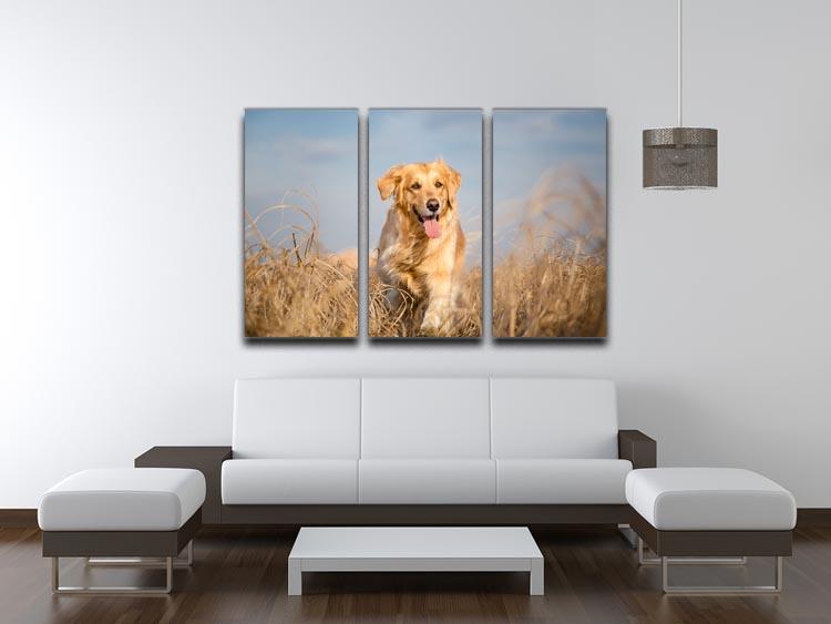 Golden retriever dog running outdoor 3 Split Panel Canvas Print - Canvas Art Rocks - 3