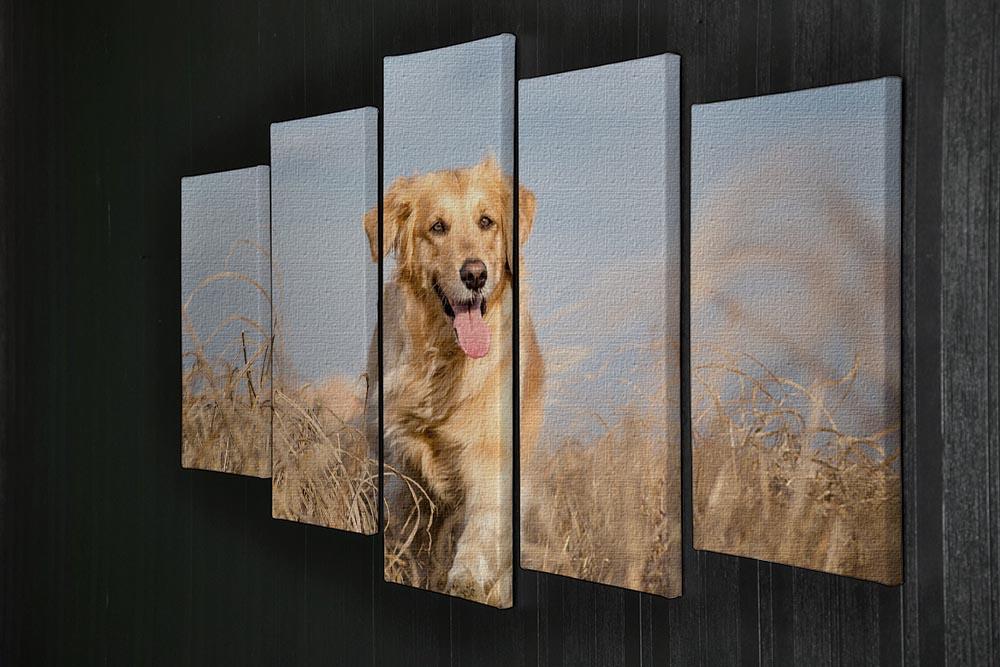 Golden retriever dog running outdoor 5 Split Panel Canvas - Canvas Art Rocks - 2