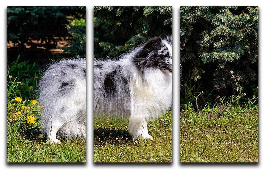 Gray Shetland Sheepdog 3 Split Panel Canvas Print - Canvas Art Rocks - 1