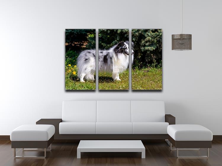 Gray Shetland Sheepdog 3 Split Panel Canvas Print - Canvas Art Rocks - 3
