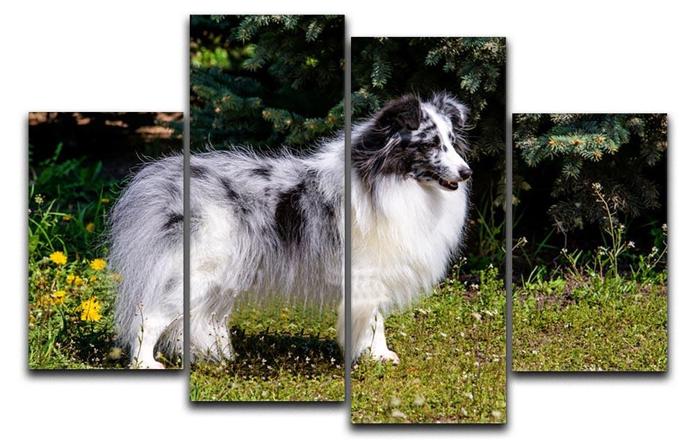 Gray Shetland Sheepdog 4 Split Panel Canvas - Canvas Art Rocks - 1