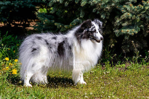 Gray Shetland Sheepdog Wall Mural Wallpaper - Canvas Art Rocks - 1
