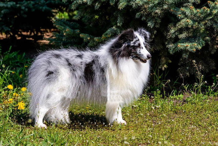 Gray Shetland Sheepdog Wall Mural Wallpaper