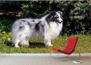 Gray Shetland Sheepdog Wall Mural Wallpaper - Canvas Art Rocks - 2