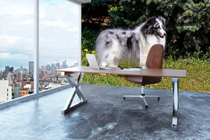 Gray Shetland Sheepdog Wall Mural Wallpaper - Canvas Art Rocks - 3