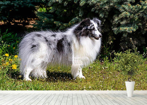 Gray Shetland Sheepdog Wall Mural Wallpaper - Canvas Art Rocks - 4