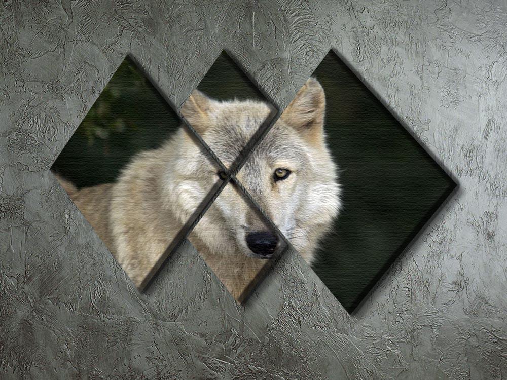 Gray Wolf Portrait in Natural Habitat 4 Square Multi Panel Canvas - Canvas Art Rocks - 2