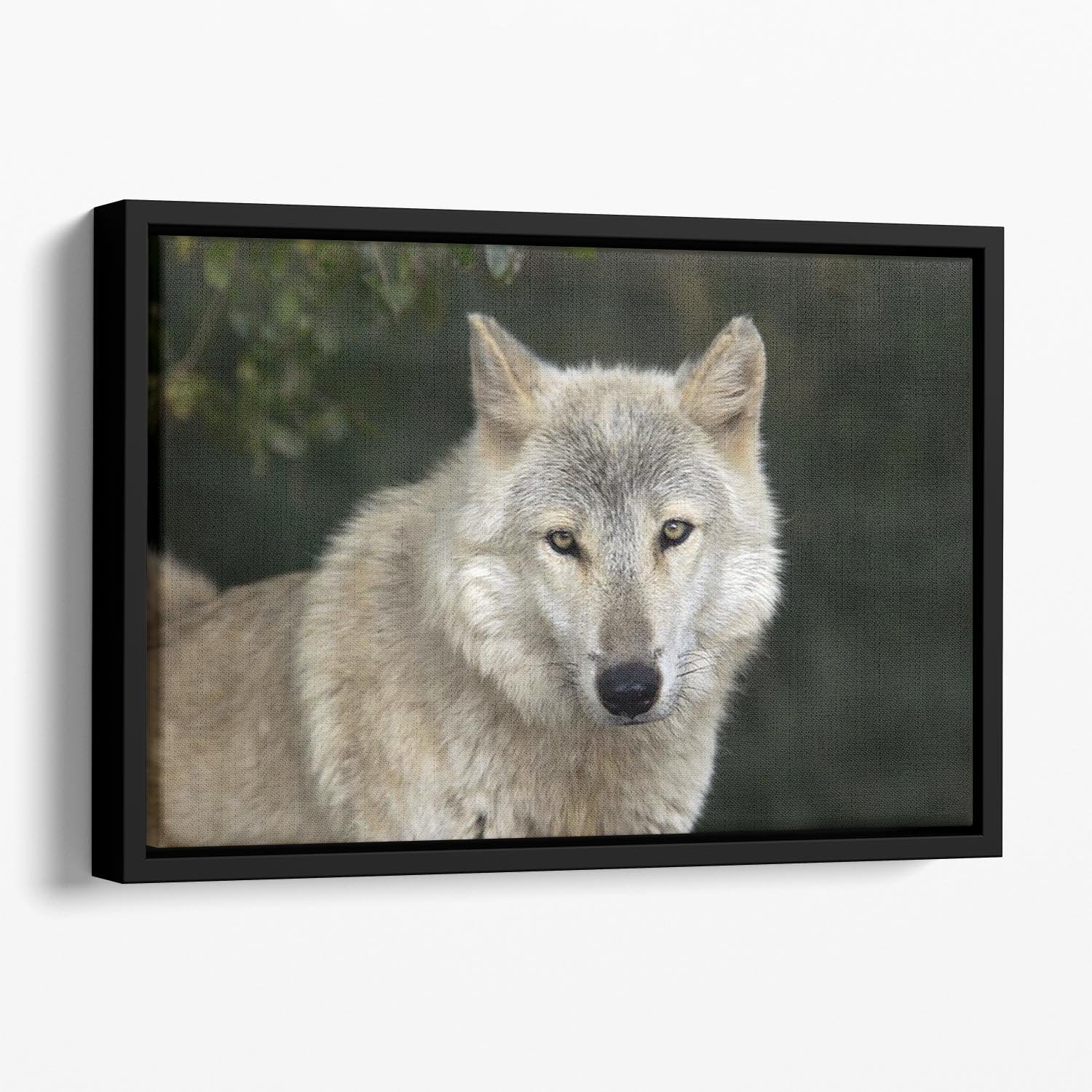 Gray Wolf Portrait in Natural Habitat Floating Framed Canvas - Canvas Art Rocks - 1