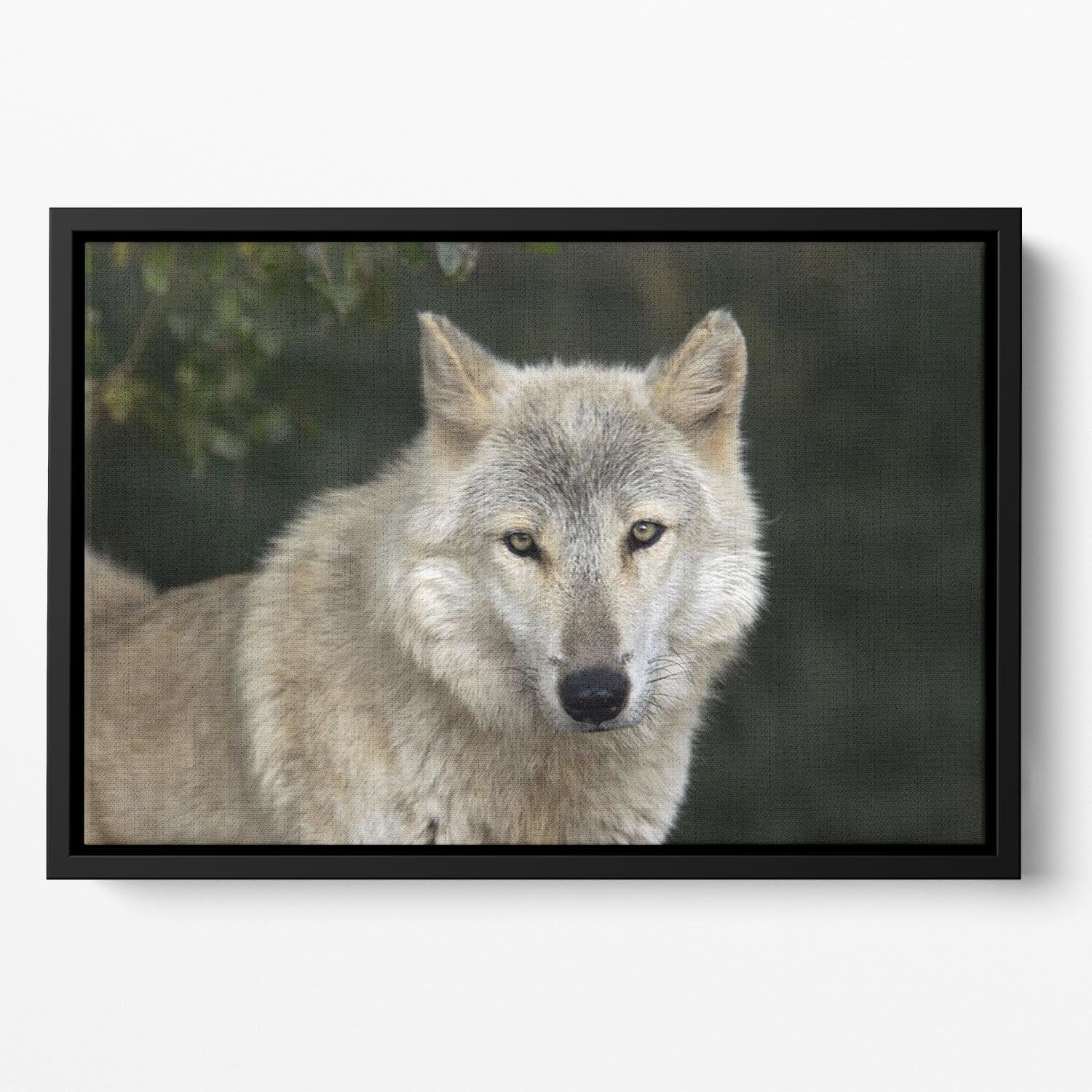 Gray Wolf Portrait in Natural Habitat Floating Framed Canvas - Canvas Art Rocks - 2