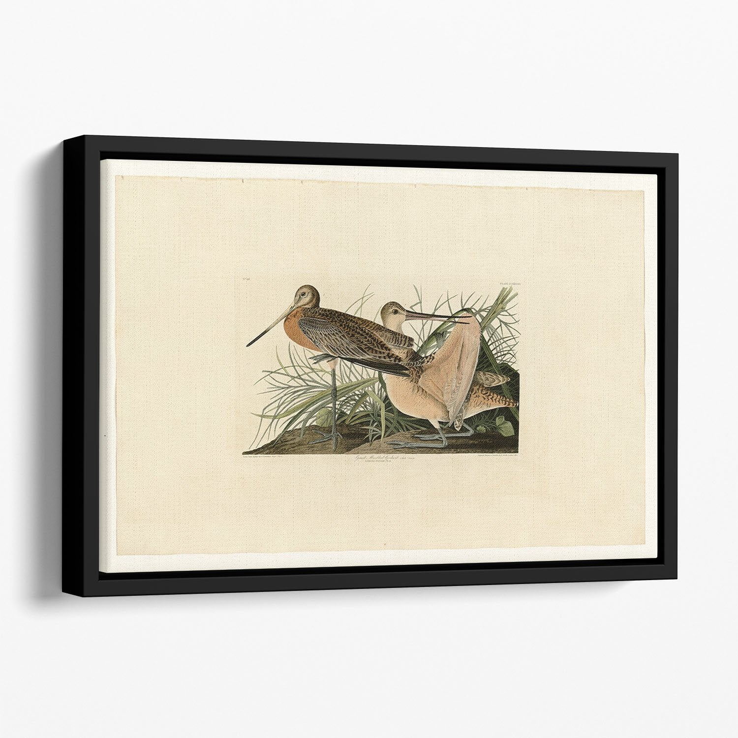 Great Marbled Godwit by Audubon Floating Framed Canvas