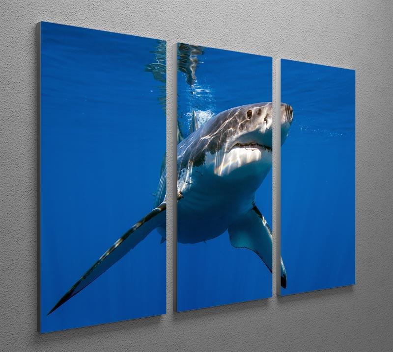 Great White 3 Split Panel Canvas Print - Canvas Art Rocks - 2