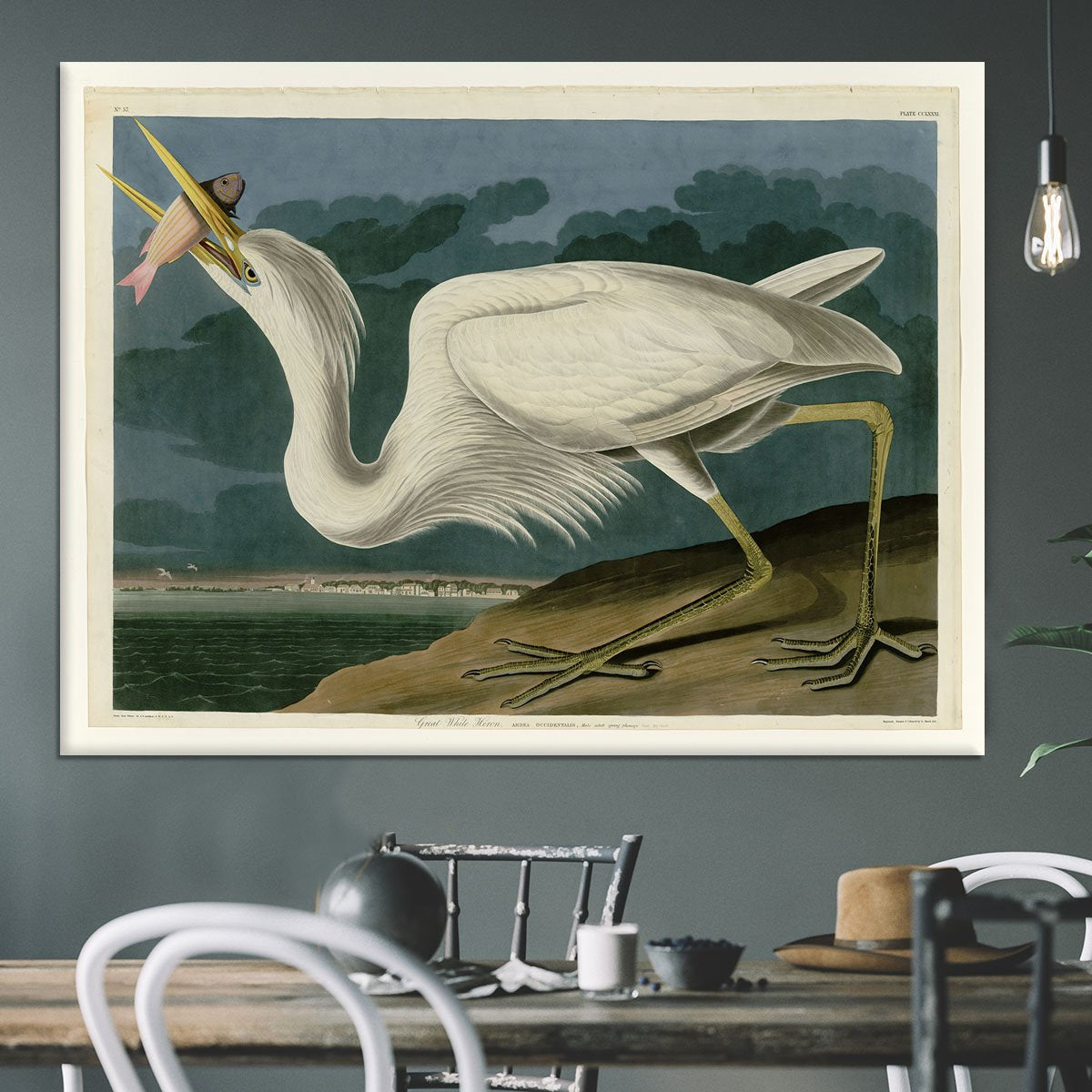 Great White Heron by Audubon Canvas Print or Poster