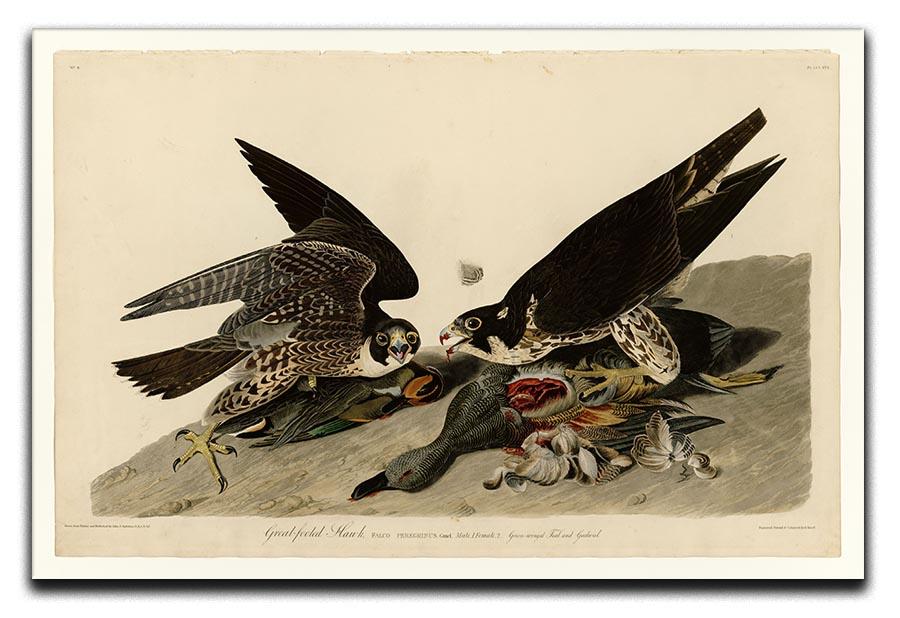 Great footed Hawk by Audubon Canvas Print or Poster - Canvas Art Rocks - 1