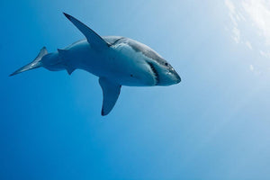 Great white shark Guadalupe Island Wall Mural Wallpaper - Canvas Art Rocks - 1