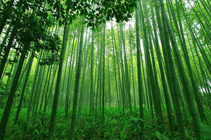 Green bamboo forest Wall Mural Wallpaper - Canvas Art Rocks - 1