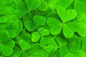 Green clover leaf Wall Mural Wallpaper - Canvas Art Rocks - 1