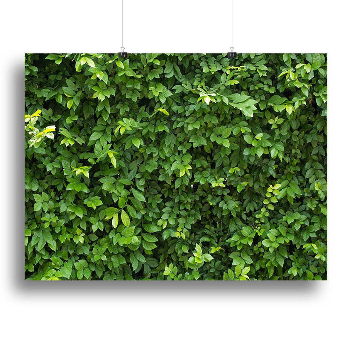 Green leaves for background Canvas Print or Poster