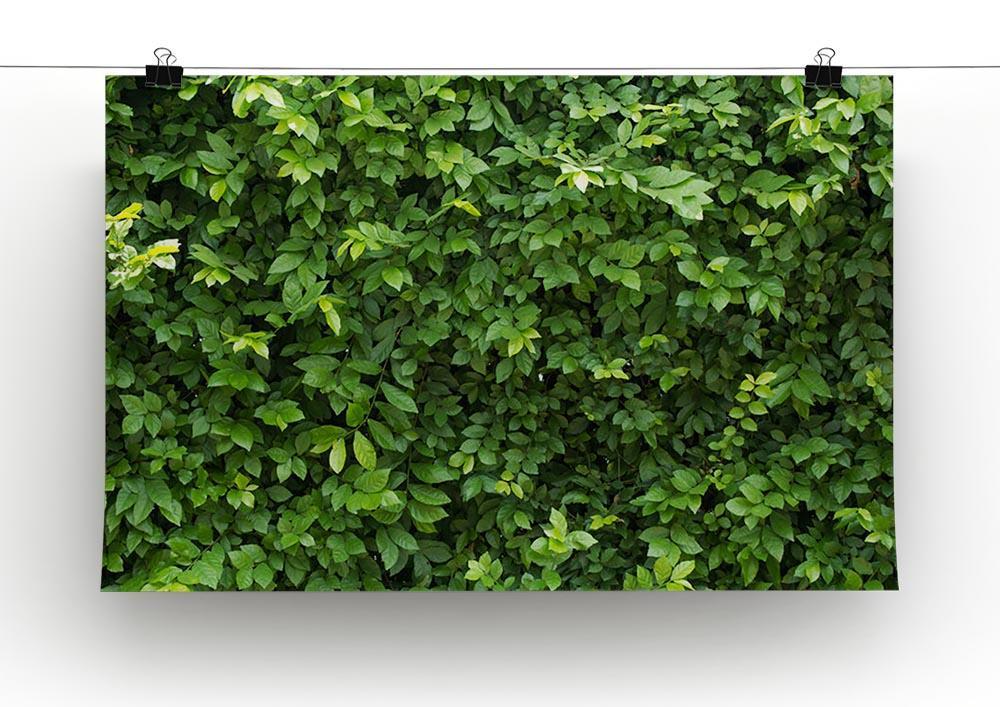 Green leaves for background Canvas Print or Poster - Canvas Art Rocks - 2