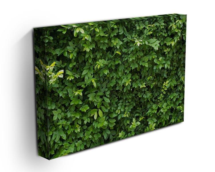 Green leaves for background Canvas Print or Poster - Canvas Art Rocks - 3