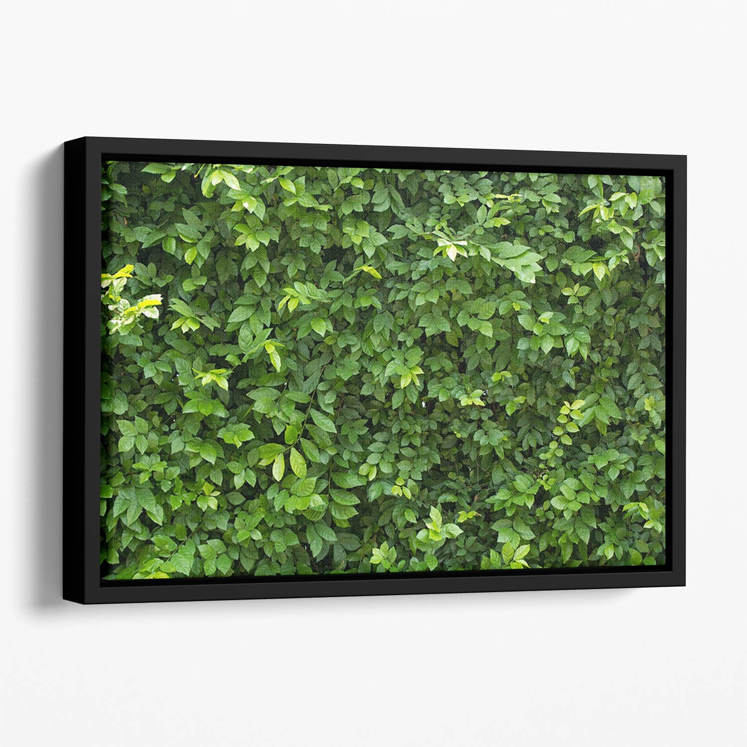 Green leaves for background Floating Framed Canvas