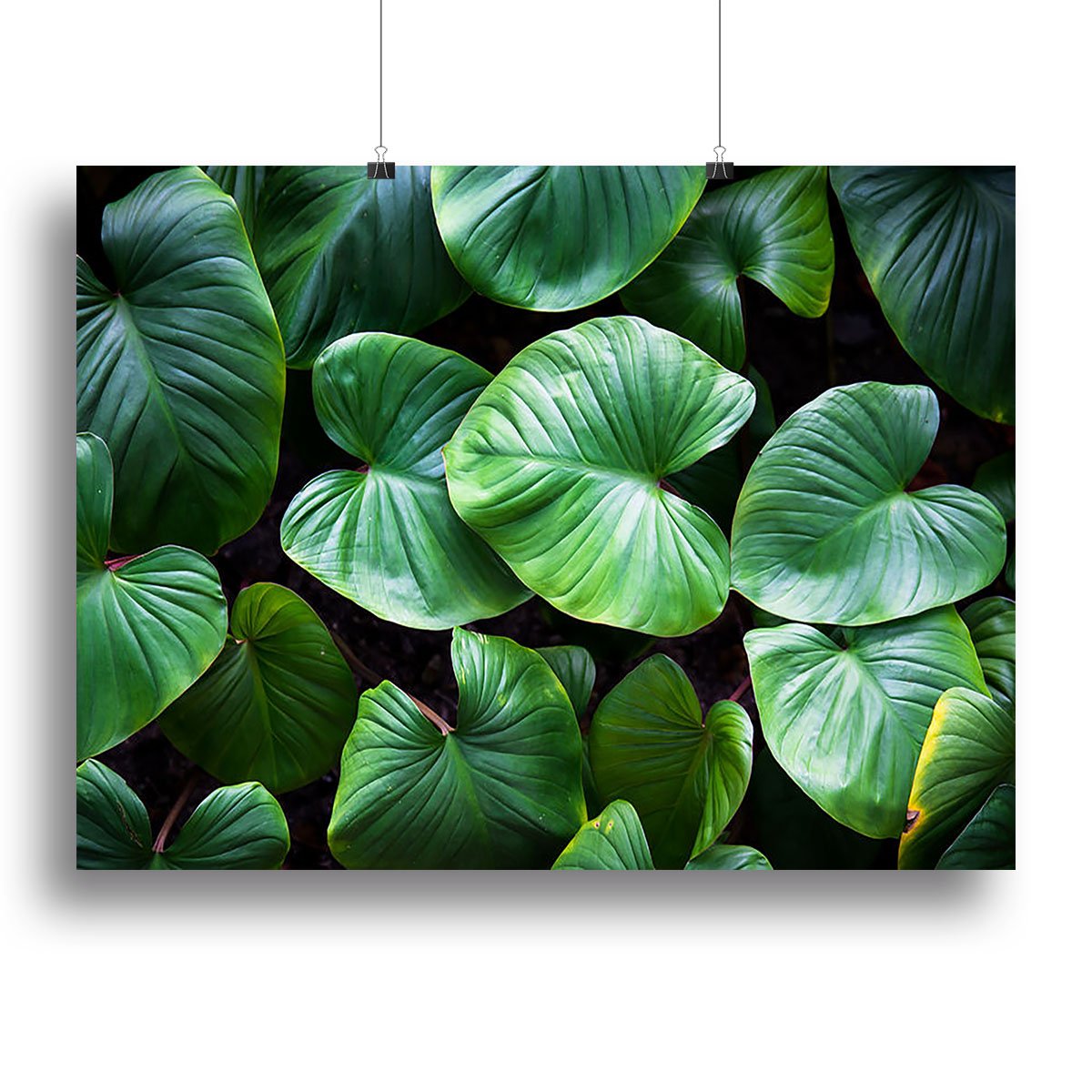 Green plant Canvas Print or Poster