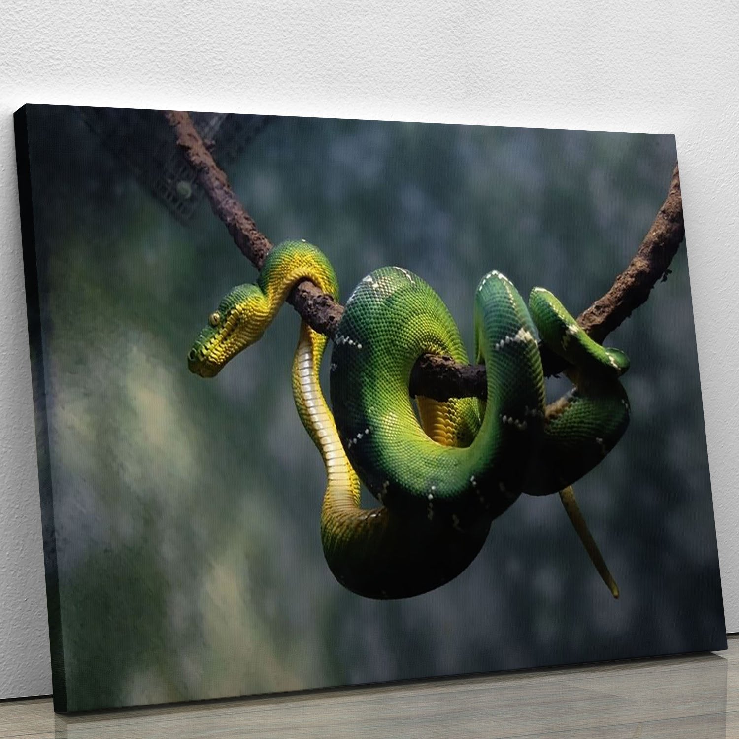 Green snake hangs on branch Canvas Print or Poster