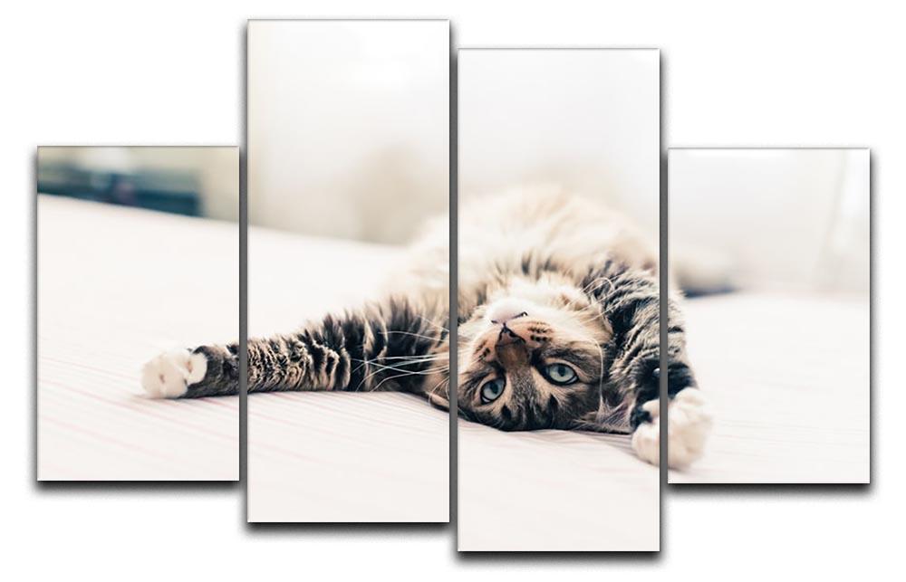 Grey cat lying on bed and stretching 4 Split Panel Canvas - Canvas Art Rocks - 1
