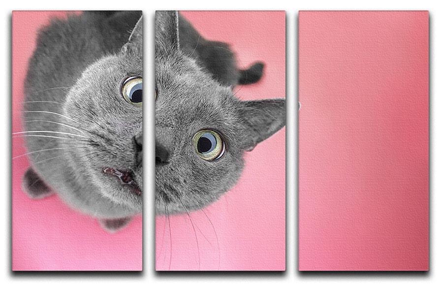 Grey cat sitting on the pink background 3 Split Panel Canvas Print - Canvas Art Rocks - 1