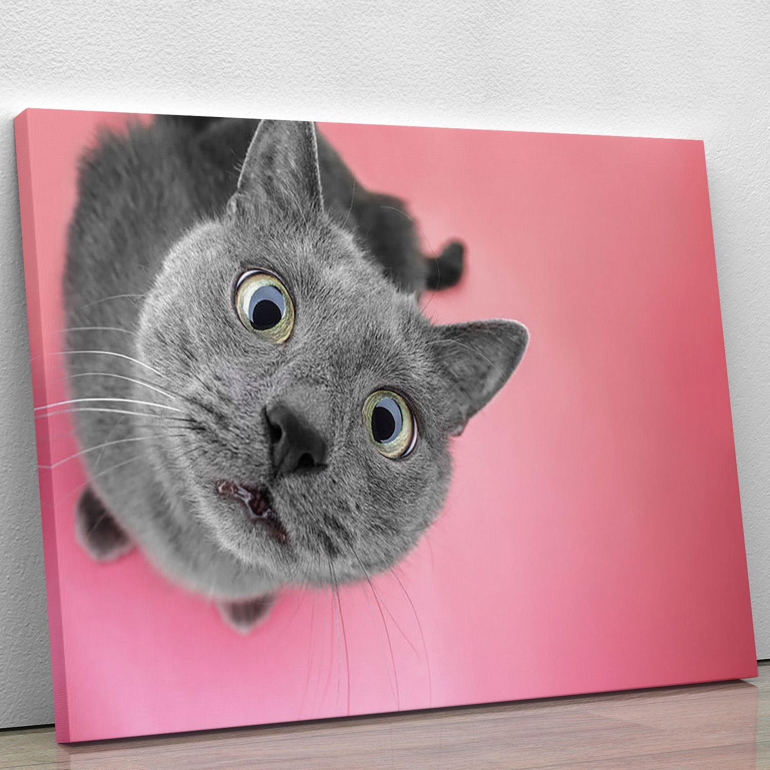 Grey cat sitting on the pink background Canvas Print or Poster