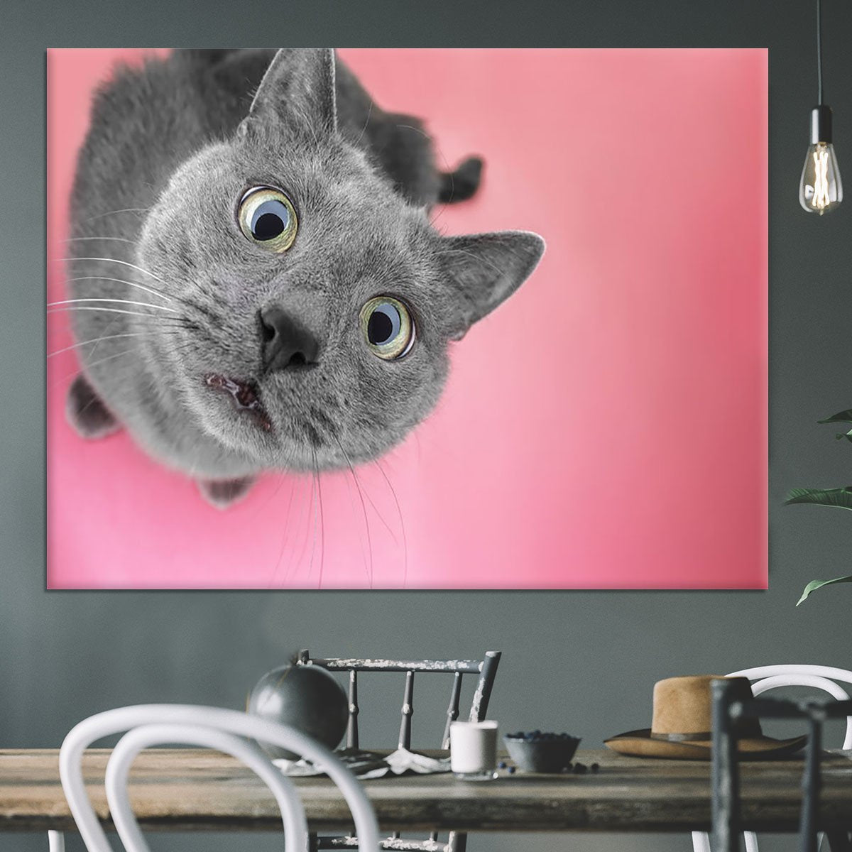 Grey cat sitting on the pink background Canvas Print or Poster
